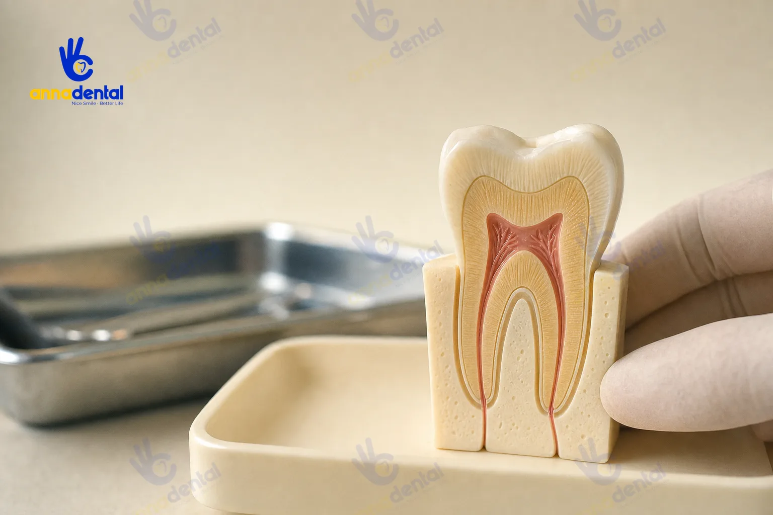 Mô hình cắt lớp răng minh họa men răng, ngà răng và tủy