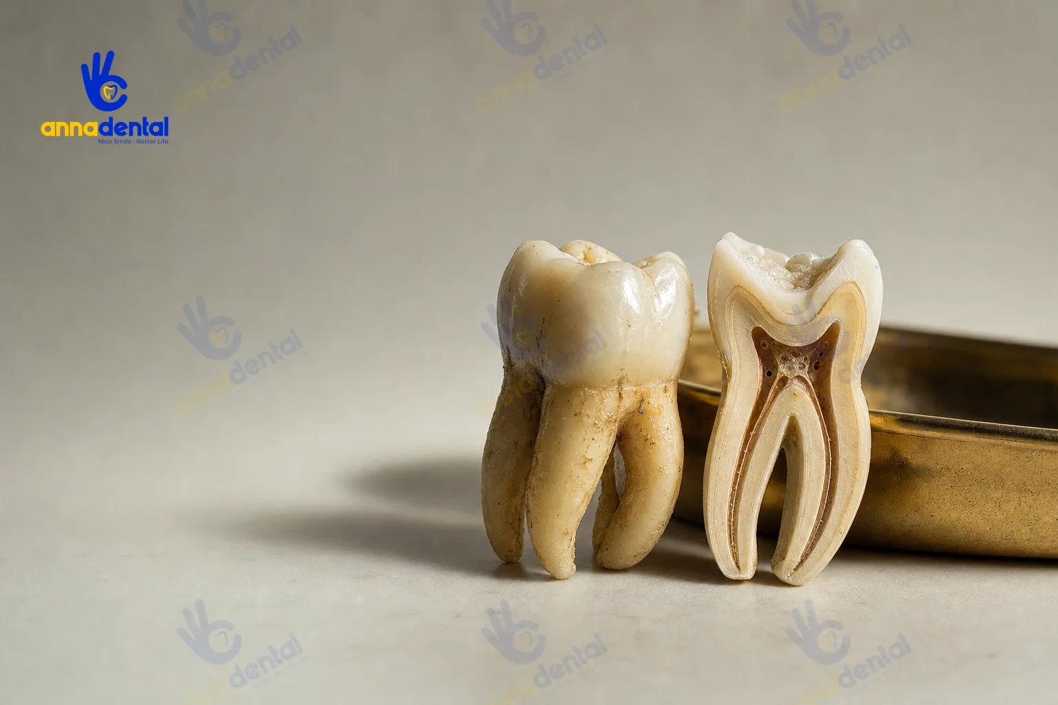 Cận cảnh răng số 7 thật và mô hình cắt dọc thể hiện chân răng và ống tủy